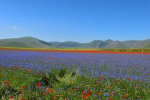 Castelluccio di Norcia